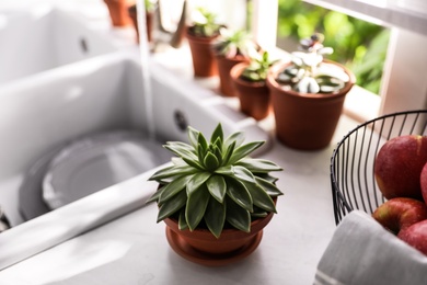 Different potted plants on window sill in kitchen