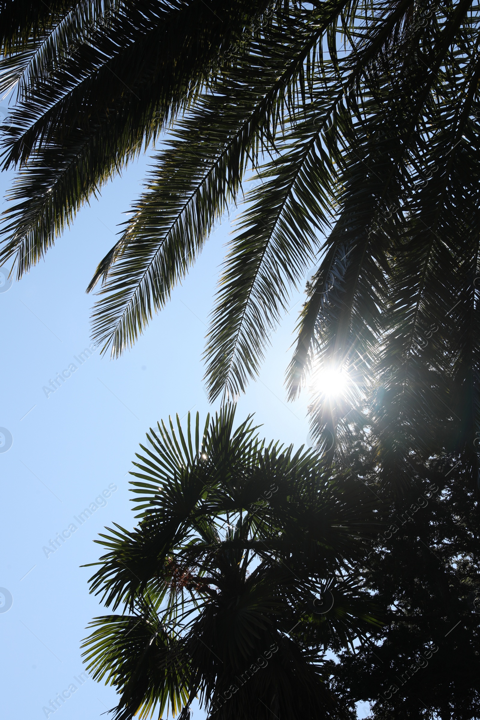 Photo of Beautiful palm trees against blue sky, low angle view