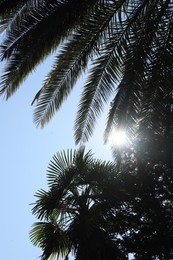 Beautiful palm trees against blue sky, low angle view