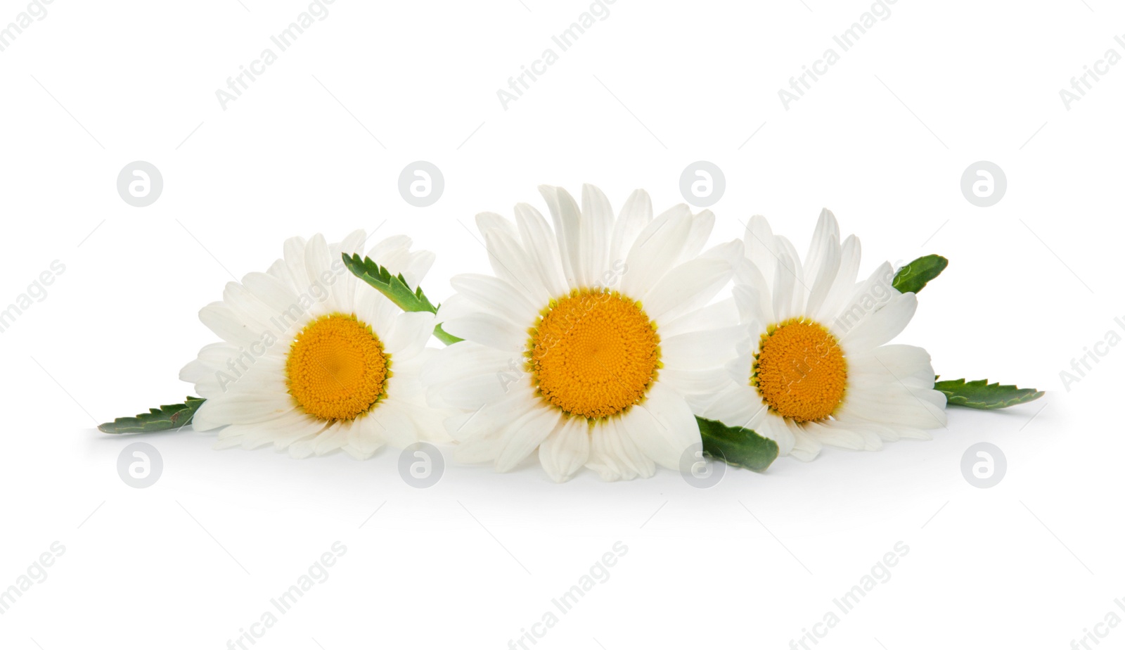 Photo of Beautiful chamomile flowers on white background