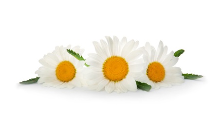 Photo of Beautiful chamomile flowers on white background