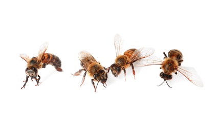 Photo of Beautiful honeybees on white background. Domesticated insects