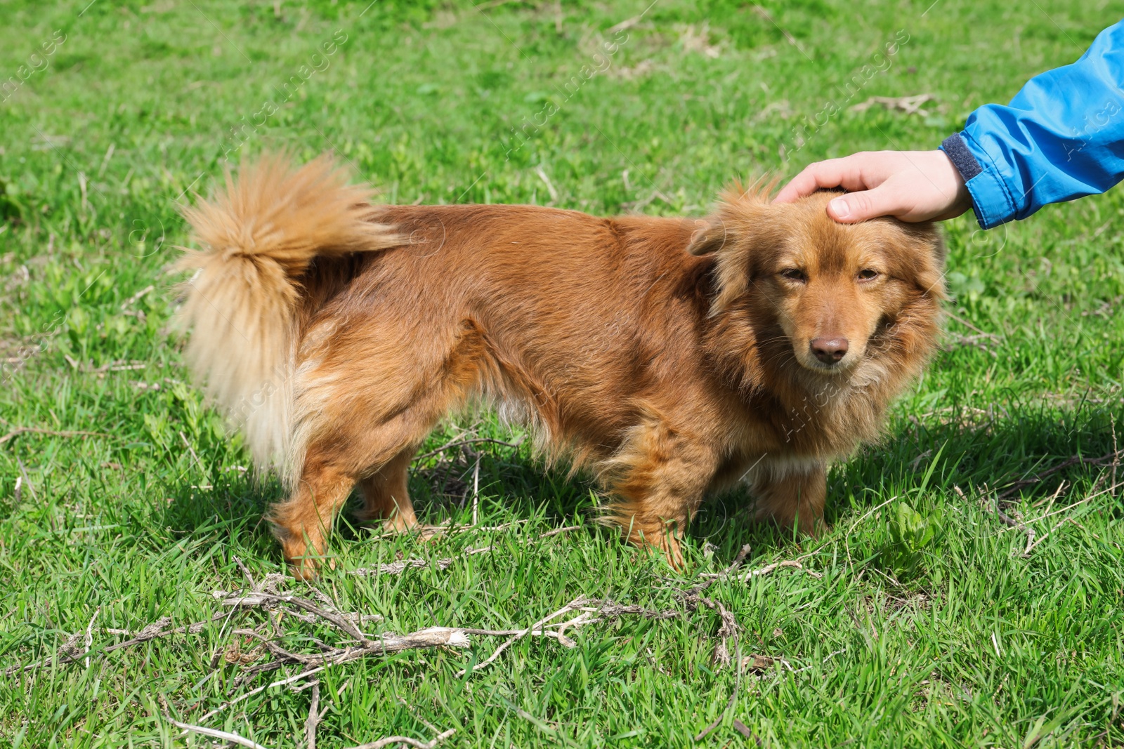 Photo of Man petting dog in green field on sunny day, closeup