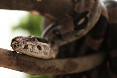 Photo of Brown boa constrictor on tree branch outdoors, closeup