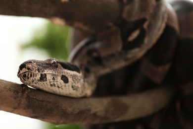 Brown boa constrictor on tree branch outdoors, closeup