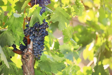 Fresh ripe juicy grapes growing in vineyard