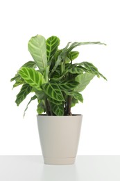 Photo of Beautiful Dieffenbachia plant in pot isolated on white. House decor