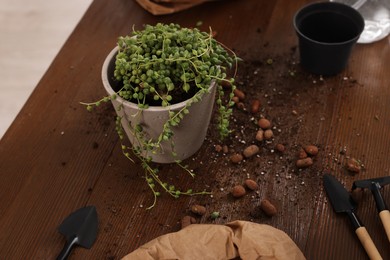Photo of Potted houseplant, soil, clay pebbles and tools for transplanting on wooden table