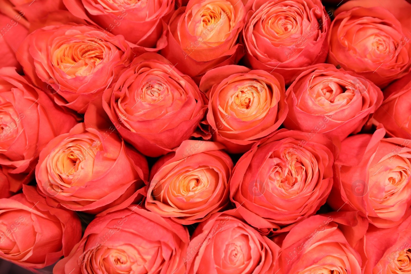 Photo of Beautiful fresh bright roses as background, closeup. Floral decor