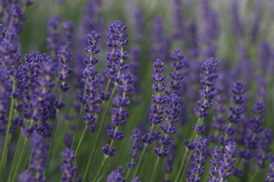 Photo of Beautiful blooming lavender plants in field, closeup