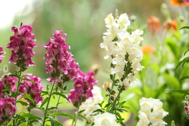 Beautiful spring flowers in garden on sunny day