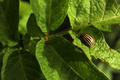 Photo of Colorado potato beetle on green plant outdoors, closeup