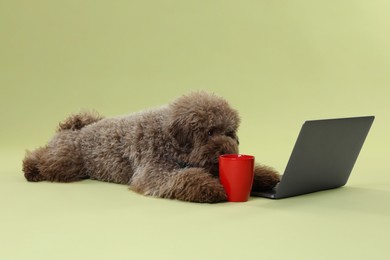 Cute Toy Poodle dog near laptop and cup on green background