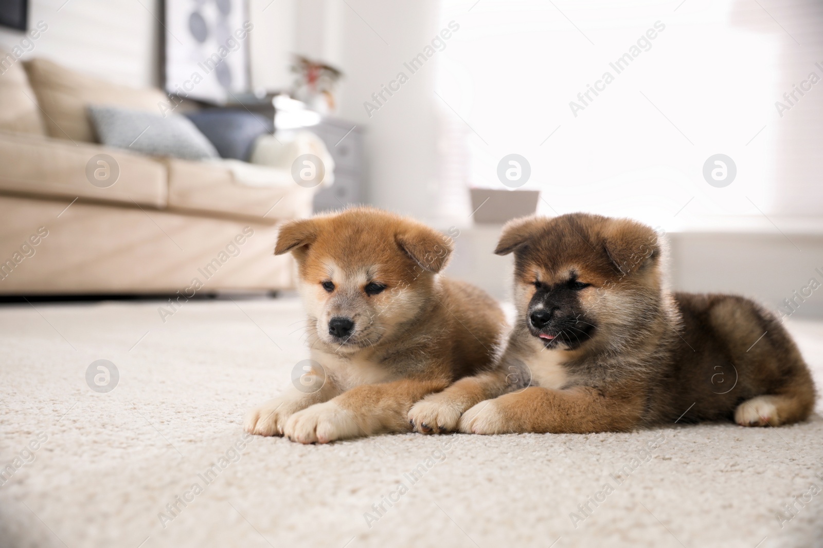 Photo of Adorable Akita Inu puppies on carpet indoors