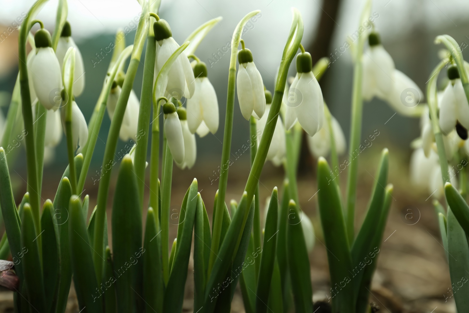 Photo of Fresh blooming snowdrop flowers growing in soil outdoors