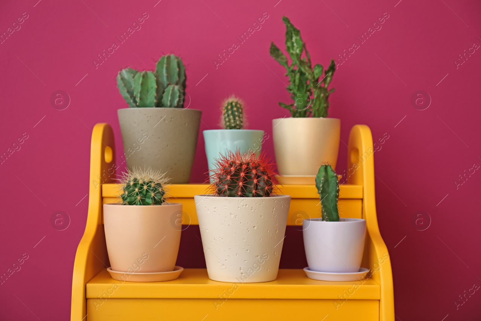 Photo of Beautiful cacti in flowerpots on stand near color wall