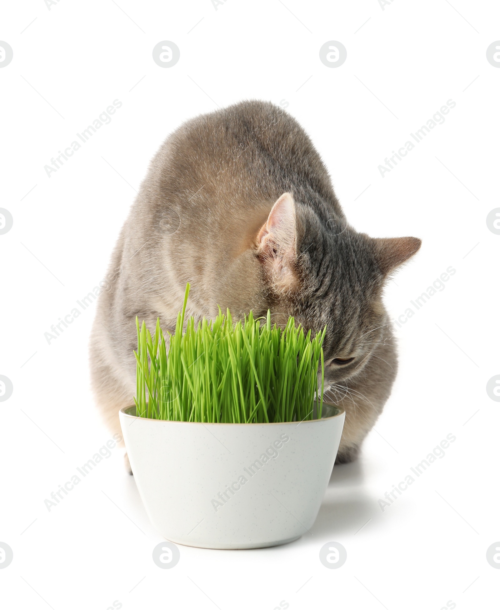 Photo of Cute cat near potted green grass isolated on white