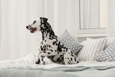Photo of Adorable Dalmatian dog on bed in bedroom