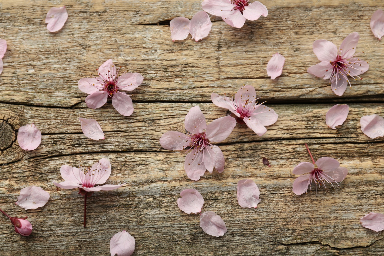 Photo of Spring blossoms and petals on wooden table, flat lay