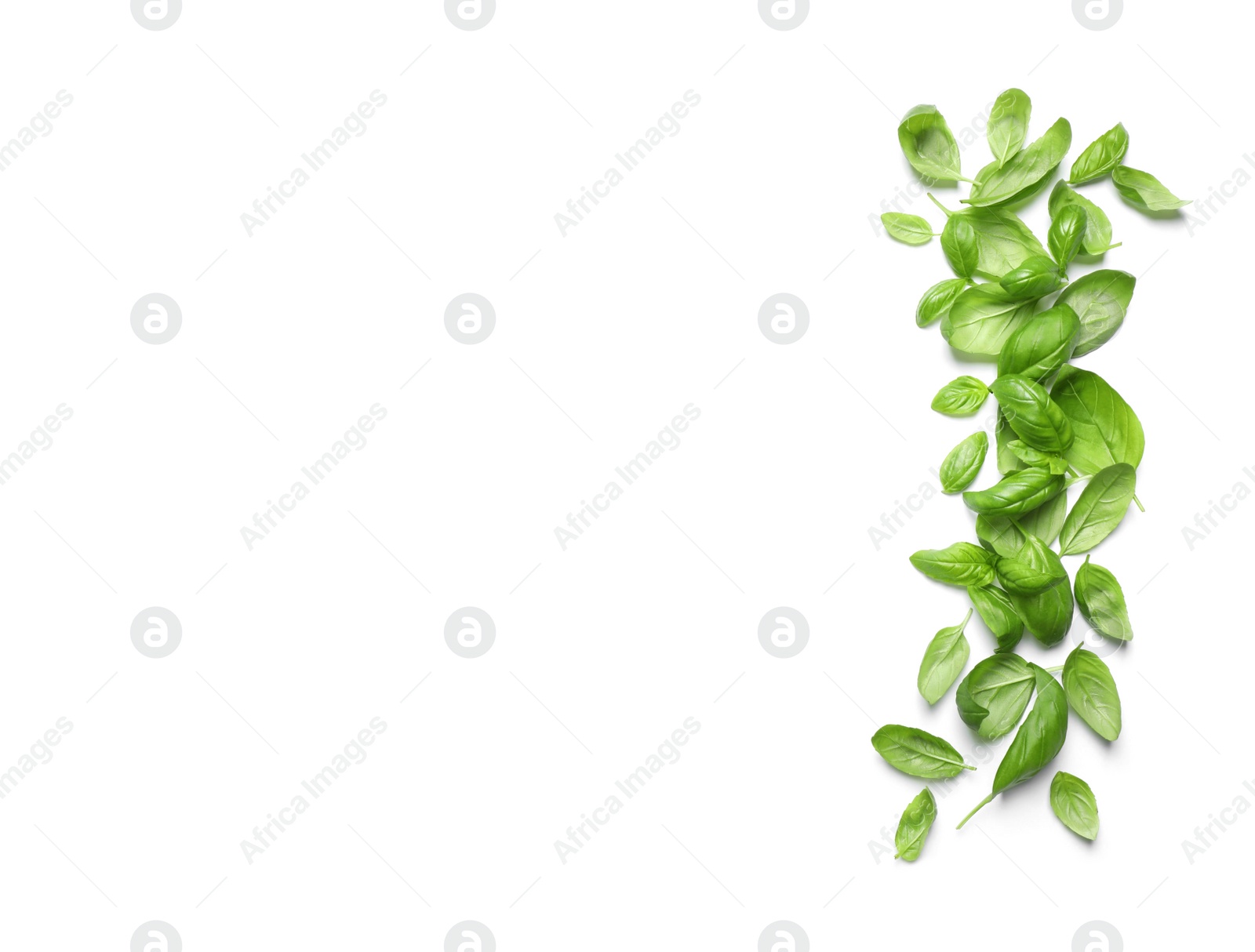 Photo of Fresh green basil leaves on white background, top view