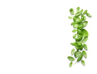 Fresh green basil leaves on white background, top view