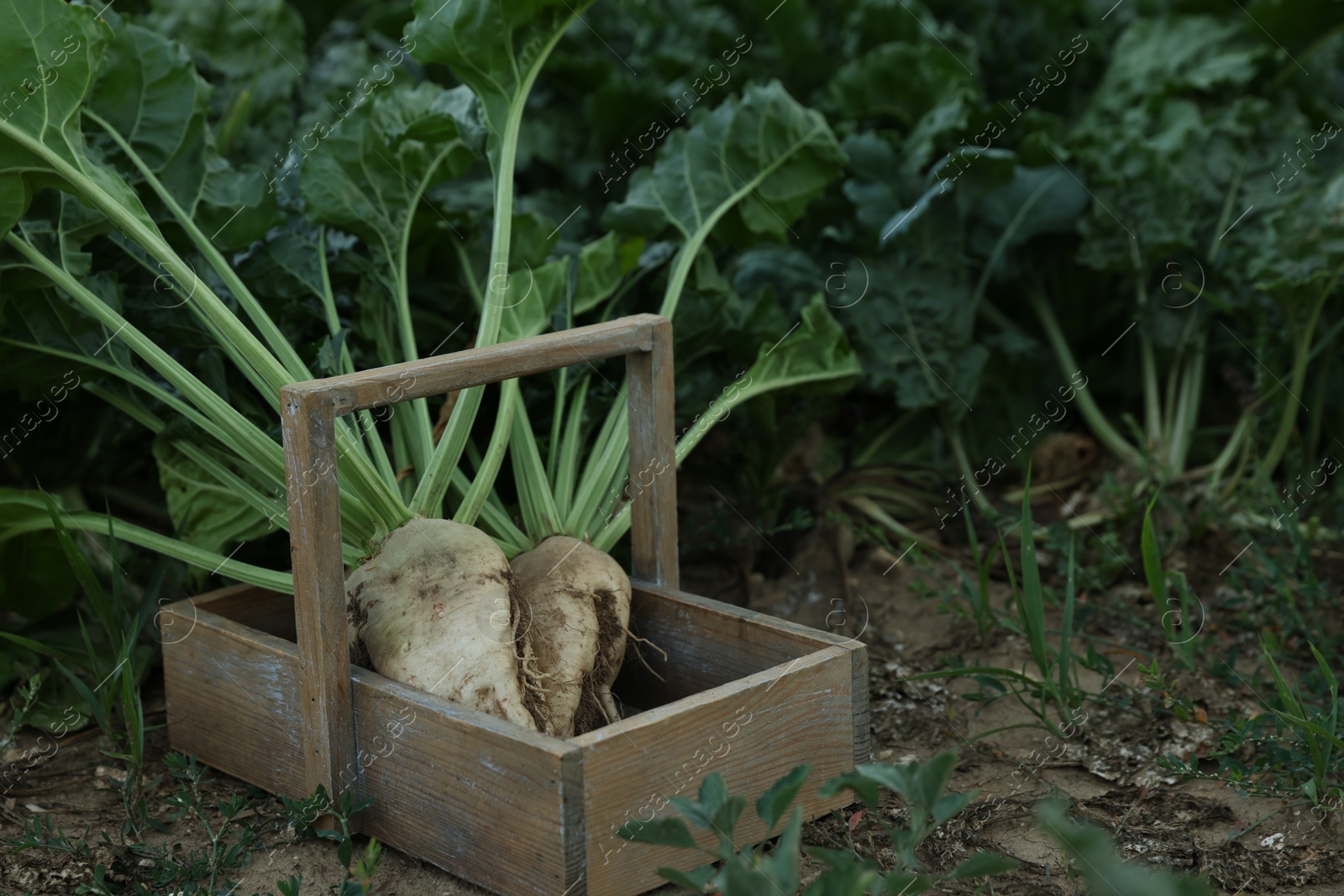 Photo of Fresh white beet plants in wooden crate outdoors, space for text