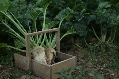 Fresh white beet plants in wooden crate outdoors, space for text