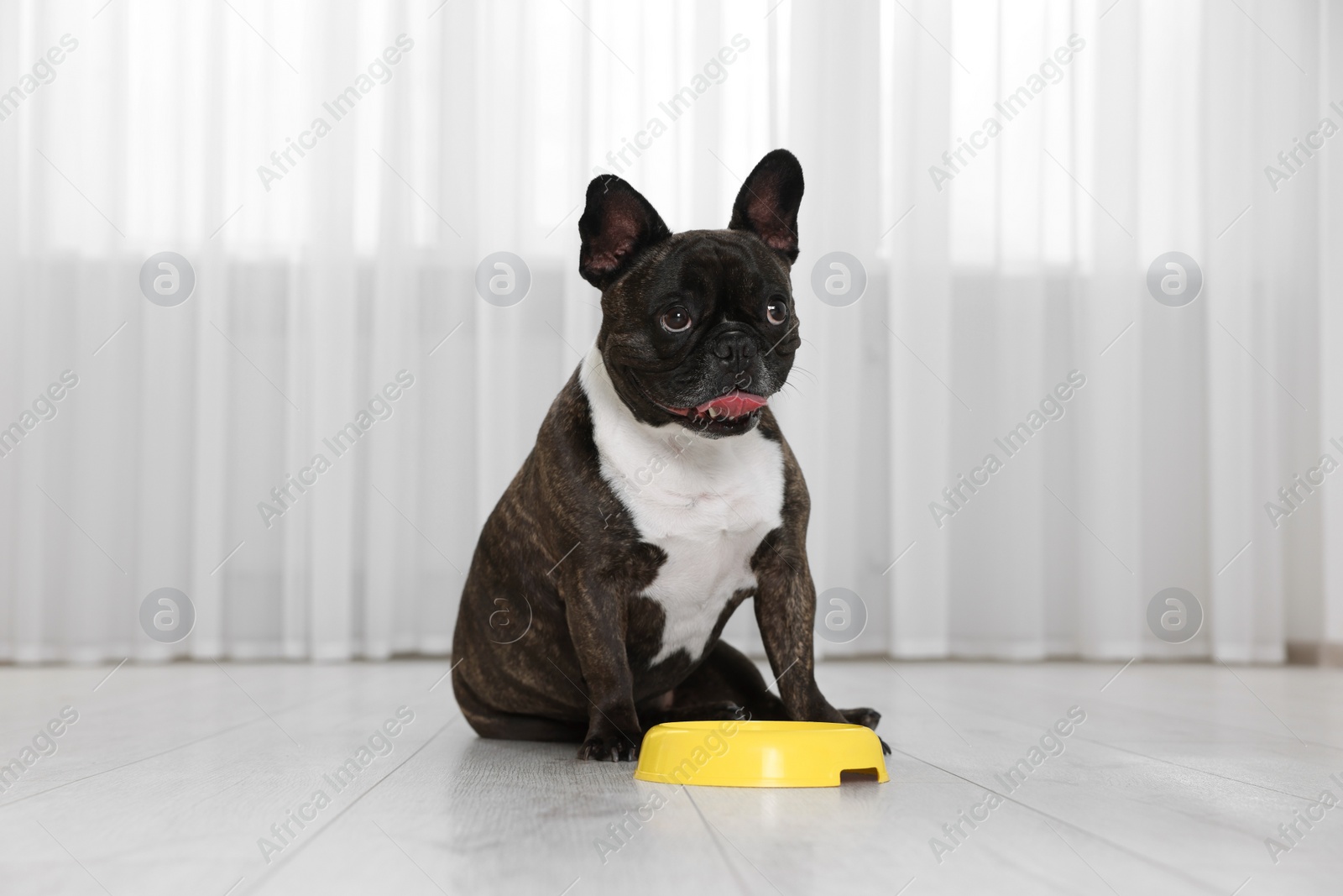 Photo of Adorable French Bulldog near yellow bowl indoors. Lovely pet