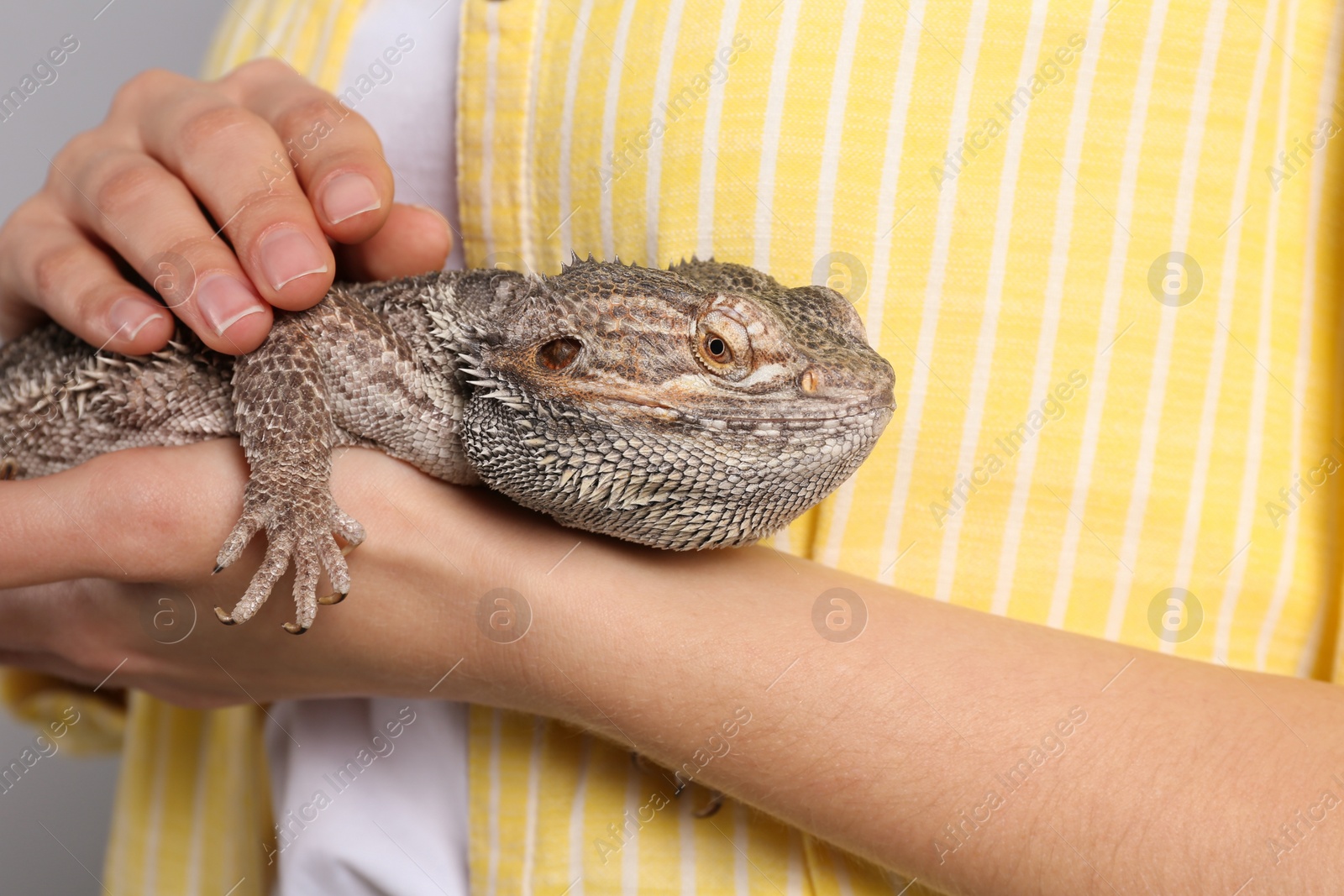 Photo of Woman holding bearded lizard on grey background, closeup. Exotic pet