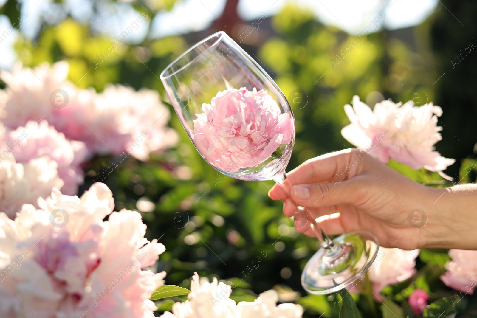 Photo of Woman holding glass with peony flower in garden, closeup