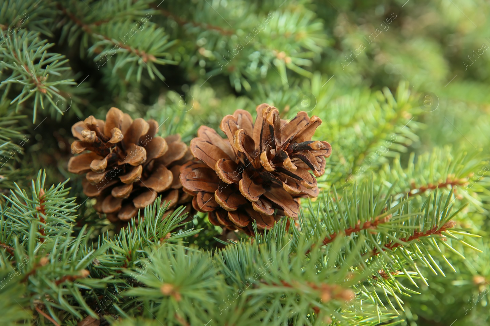 Photo of Coniferous tree branch with cones outdoors, closeup