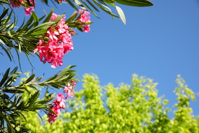 Beautiful view of oleander shrub with pink flowers outdoors on sunny day. Space for text