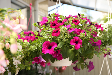 Photo of Beautiful petunia flowers in plant pot hanging outdoors