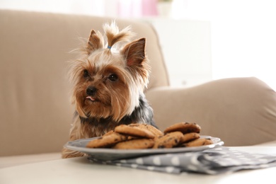 Photo of Yorkshire terrier on sofa near plate with cookies indoors, space for text. Happy dog