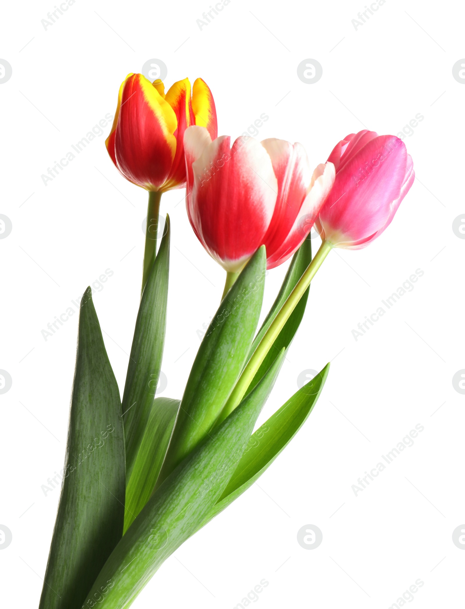 Photo of Beautiful bright spring tulips on white background