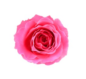 Photo of One beautiful pink rose isolated on white