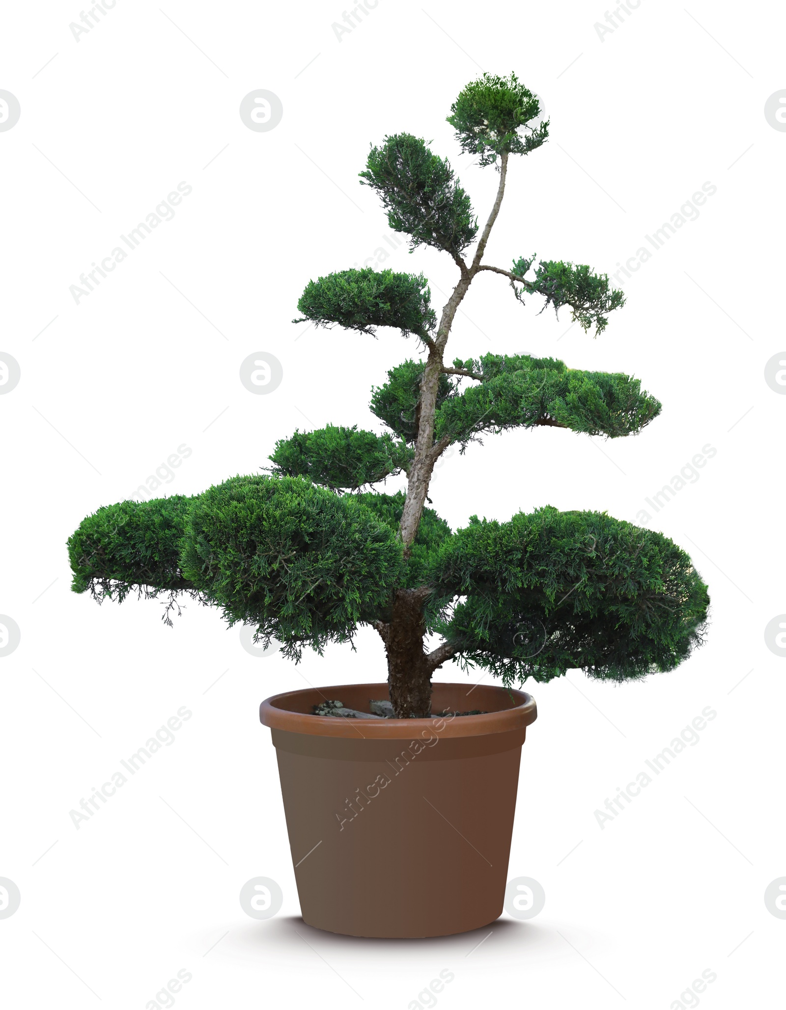 Image of Beautiful bonsai tree in pot isolated on white 