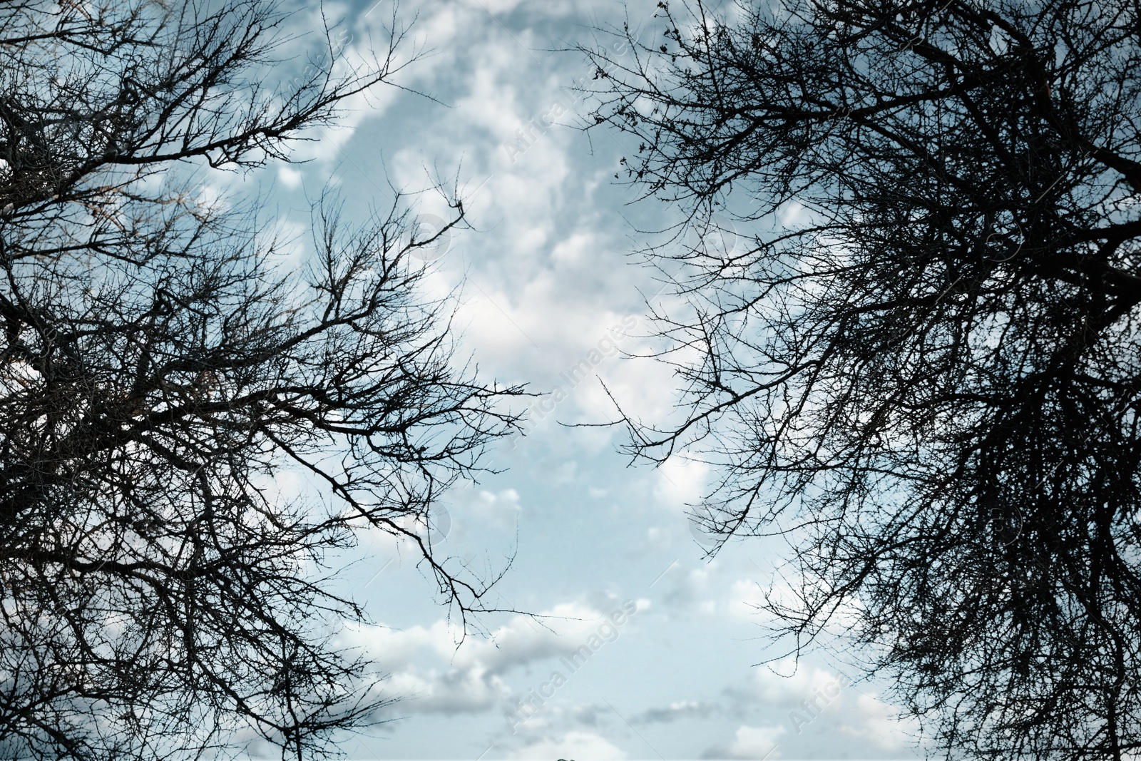 Photo of Silhouettes of tree branches against sky, bottom view. Fantasy forest