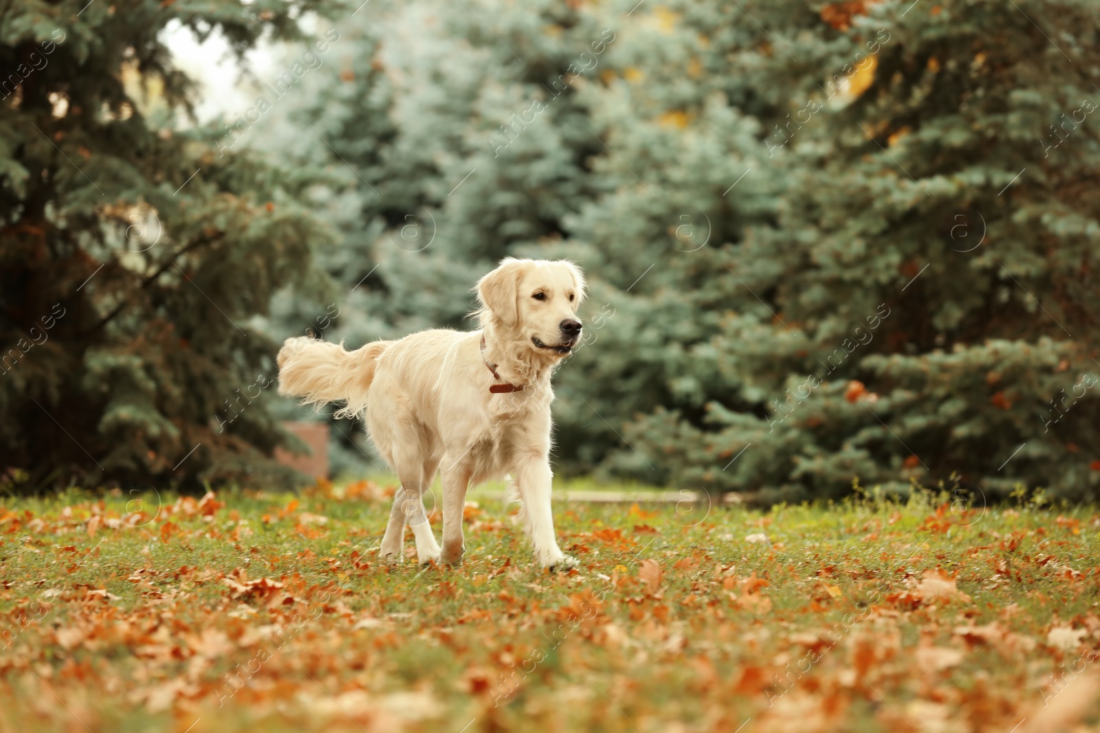 Photo of Funny Labrador Retriever in beautiful autumn park