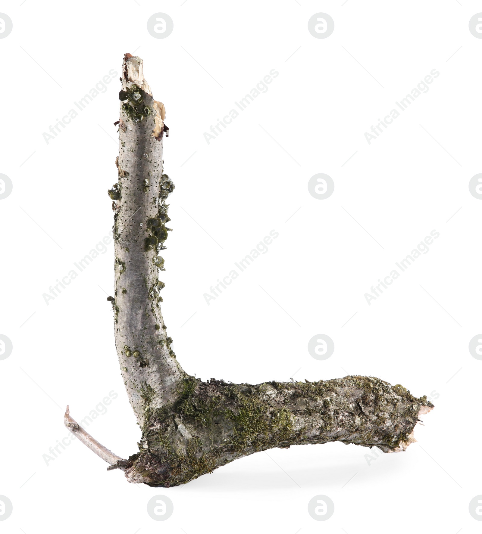 Photo of Old dry tree branch isolated on white