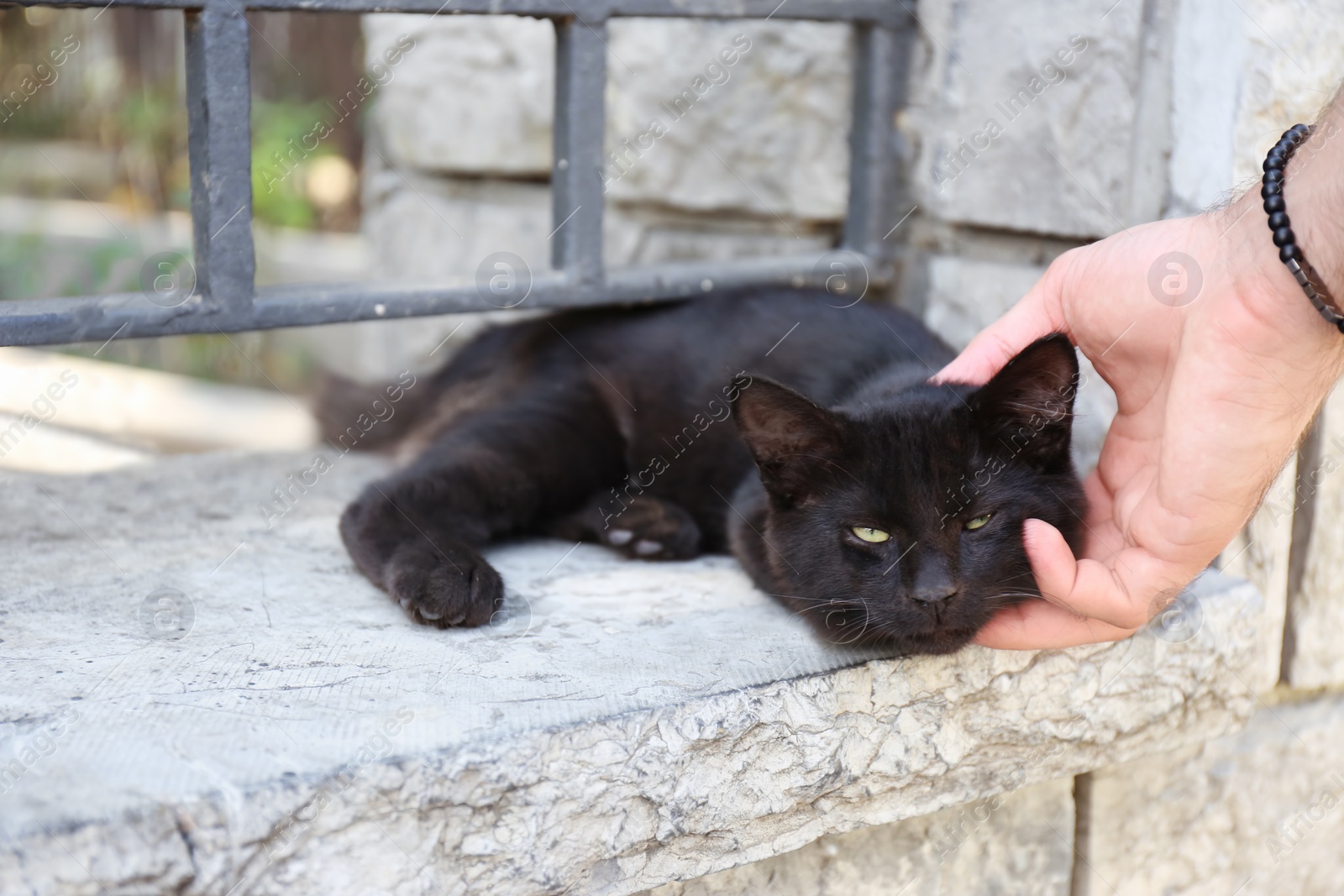 Photo of Man stroking beautiful black cat outdoors, closeup