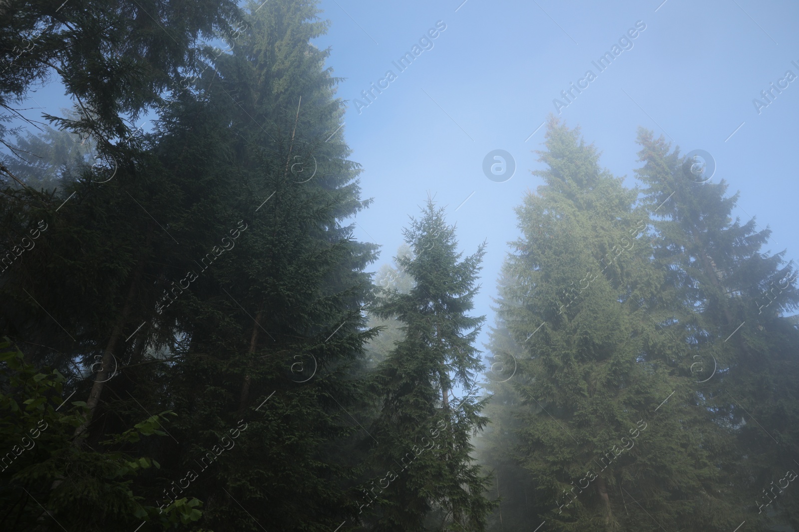 Photo of Beautiful coniferous trees in forest on foggy day, low angle view