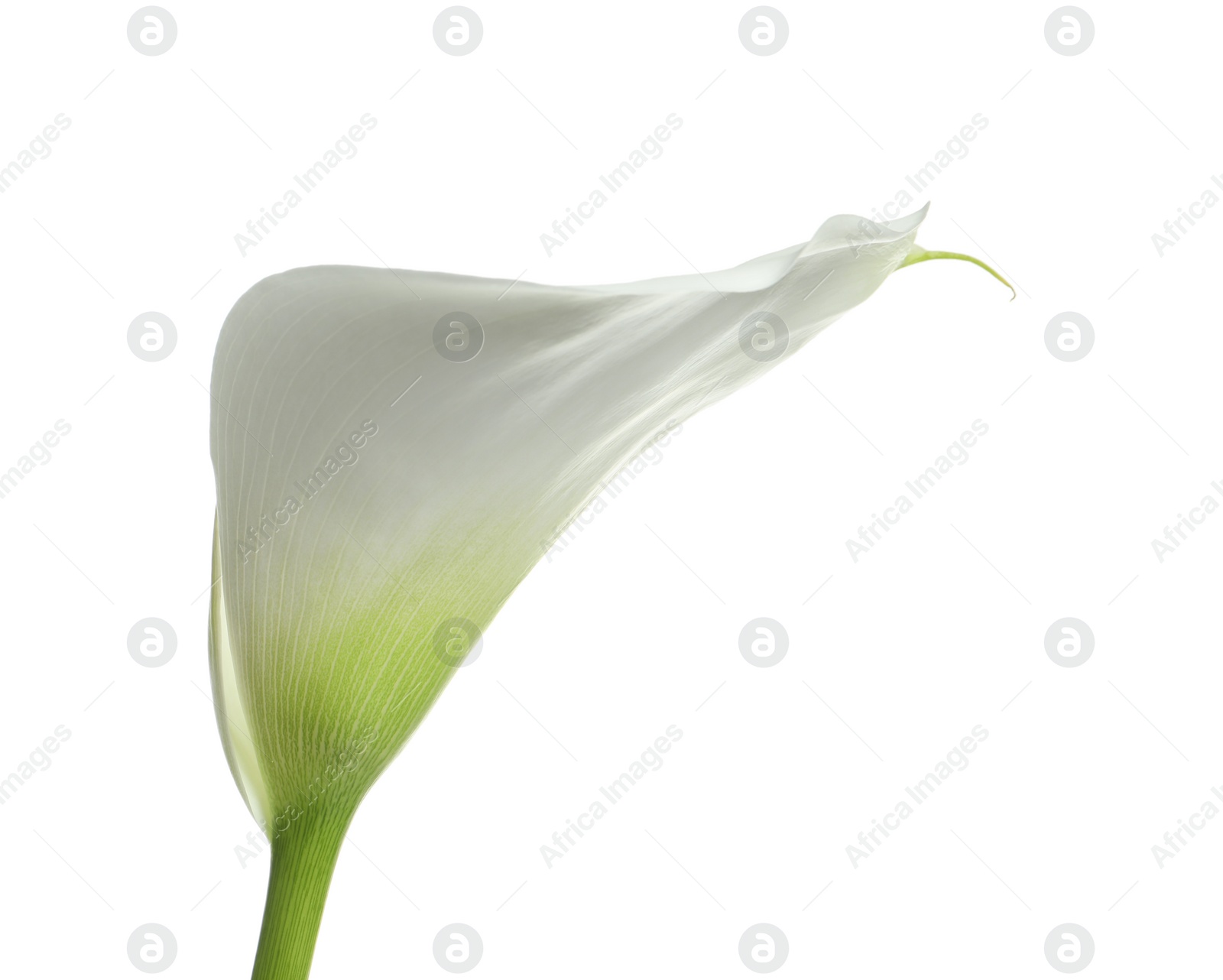 Photo of Beautiful calla lily flower isolated on white