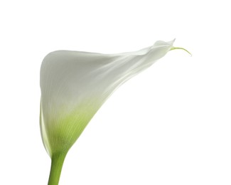 Beautiful calla lily flower isolated on white