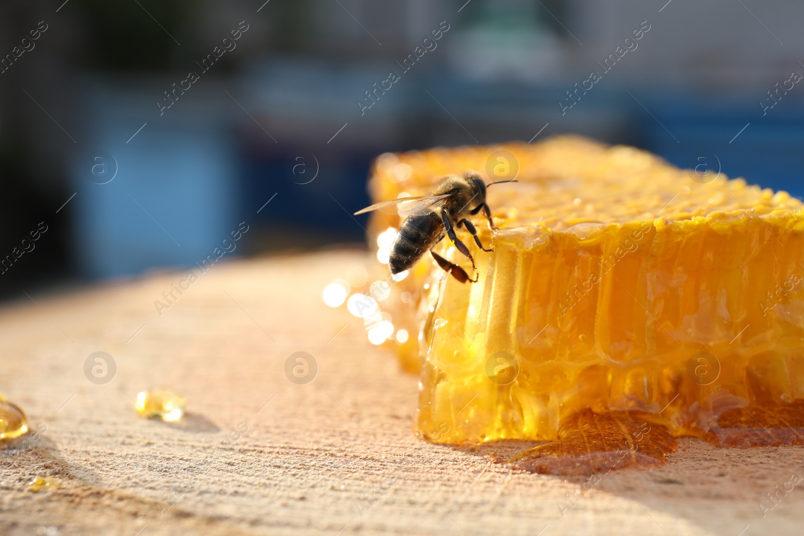 Photo of Piece of fresh honeycomb with bee on wood stump against blurred background, closeup