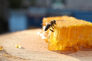 Photo of Piece of fresh honeycomb with bee on wood stump against blurred background, closeup