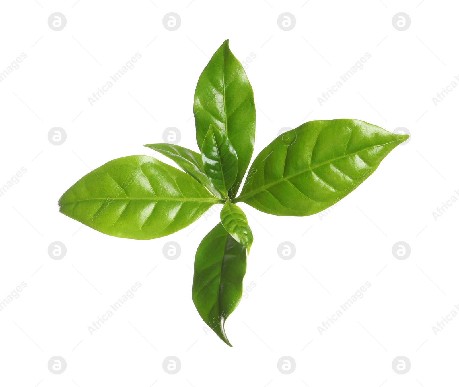 Photo of Fresh green coffee leaves isolated on white