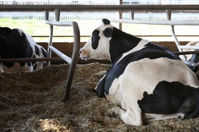 Photo of Pretty cow near fence on farm. Animal husbandry