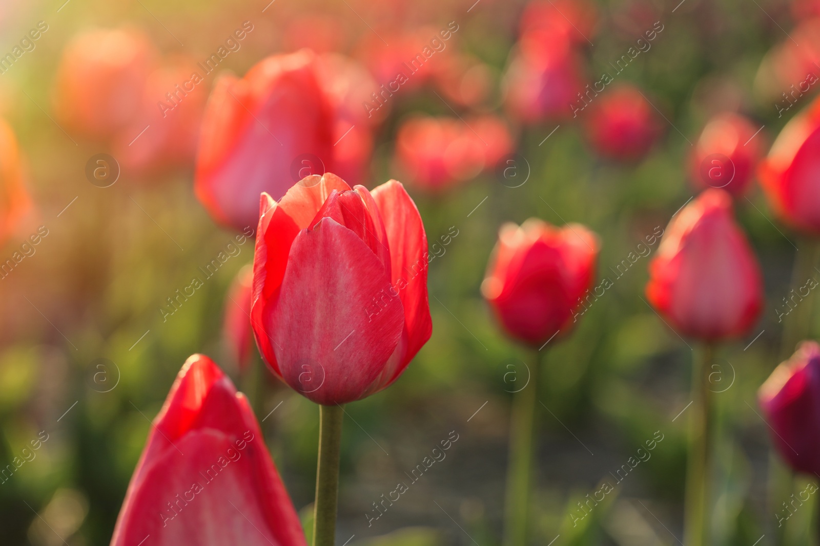 Photo of Closeup view of beautiful fresh tulips on field, space for text. Blooming spring flowers