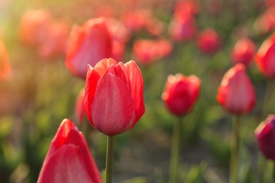 Closeup view of beautiful fresh tulips on field, space for text. Blooming spring flowers